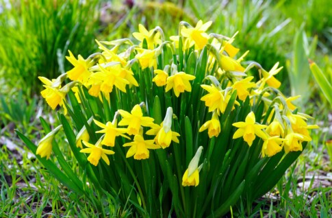&copy; matthiasboeckel-daffodils