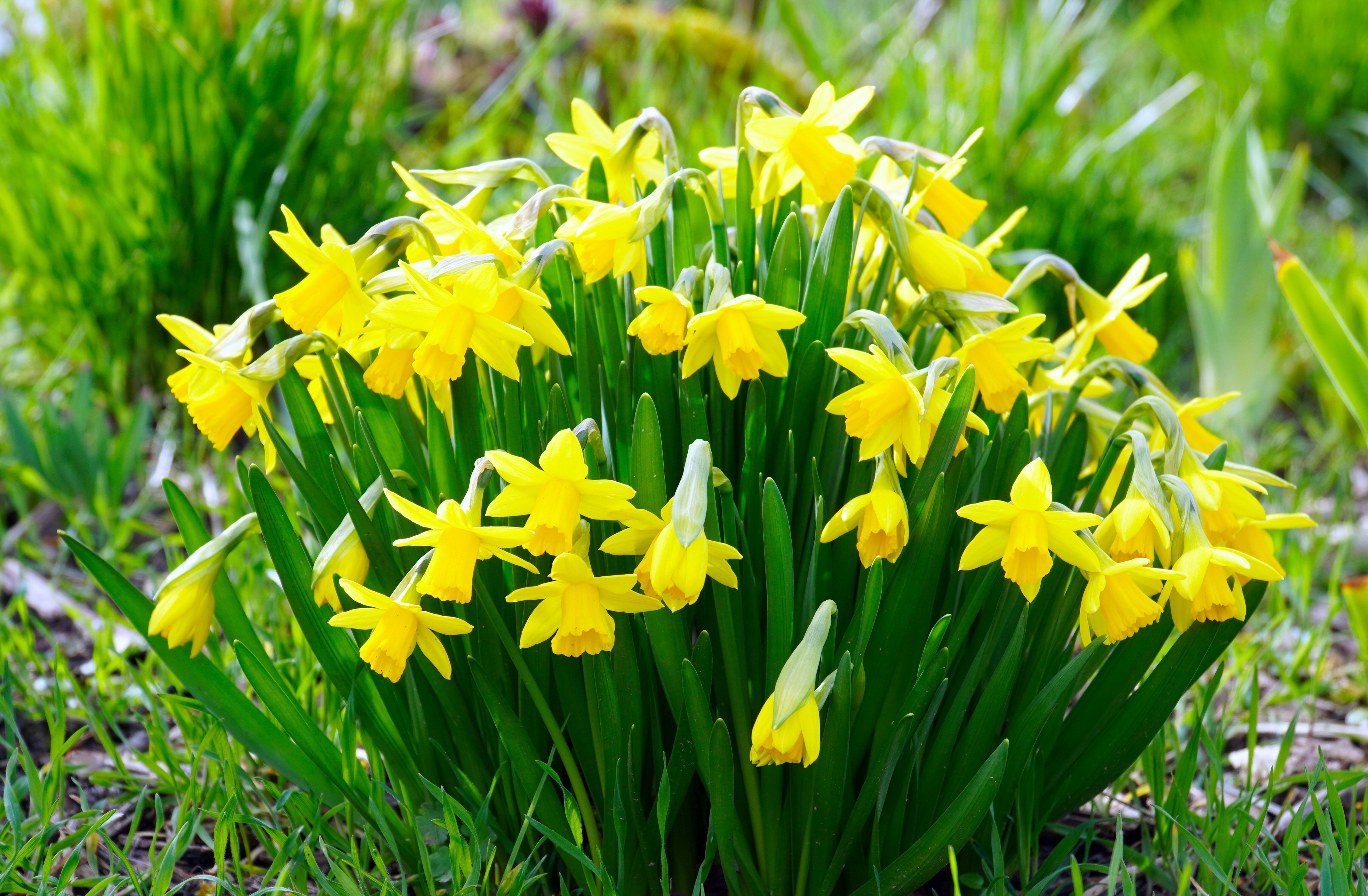 © matthiasboeckel-daffodils