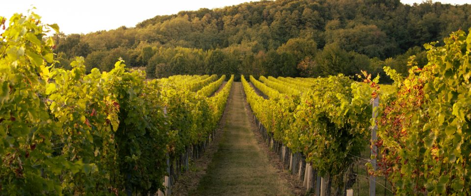 Herbstbild Weinberg