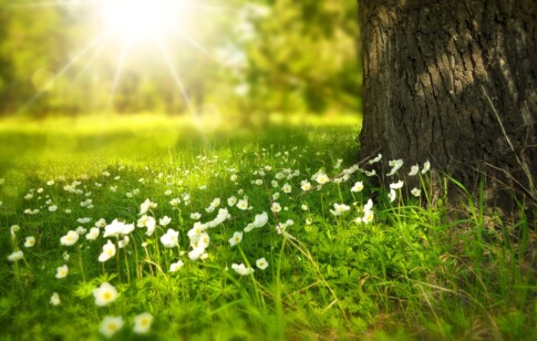 Sommerwiese © pixabay_Larissa-K Sommerwiese © pixabay_Larissa-K